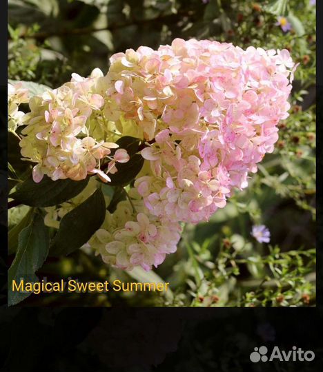 Гортензия метельчатая Magical Sweet Summer