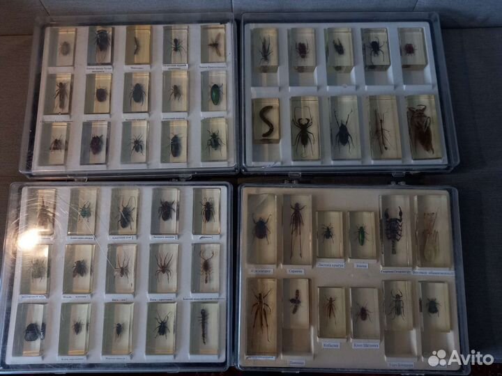 Насекомые в стекле; Коллекция