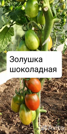 Семена томата