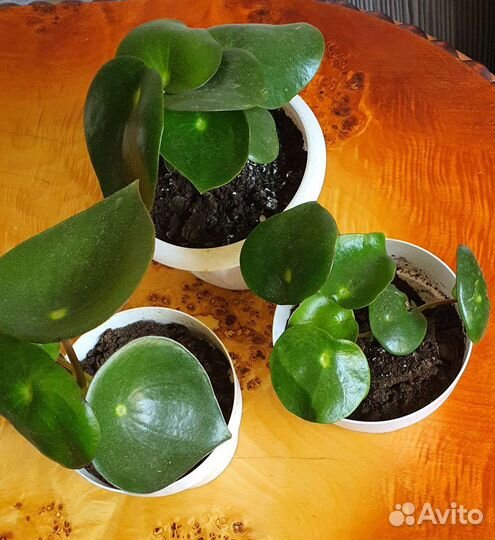 Пеперомия рейндроп