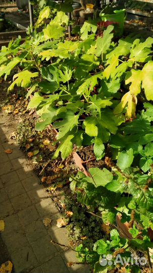 Инжир.сладкий вкусный местный