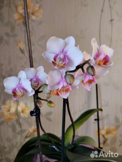 Орхидея фаленопсис