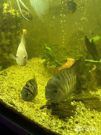 Полосатая цихлазома и скаряри пятнистые