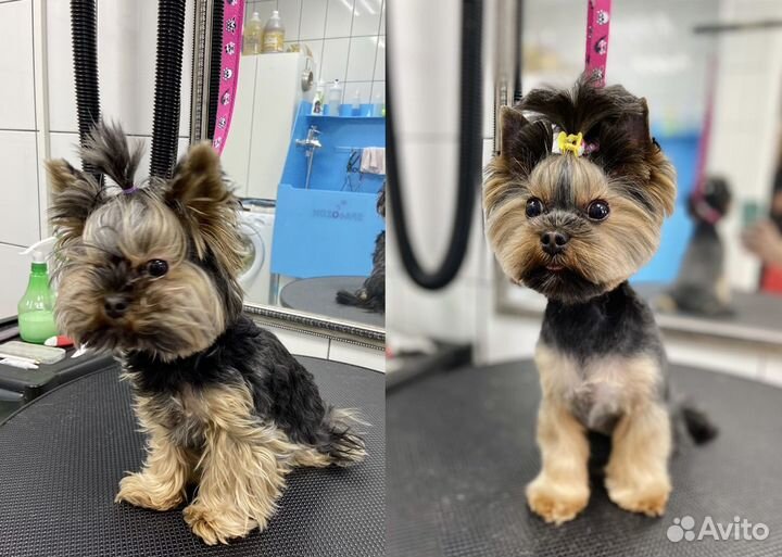 Стрижка собак. Коптево, Аэропорт, Водный стадион