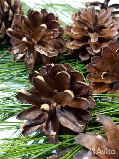 Сосновые шишки для декора