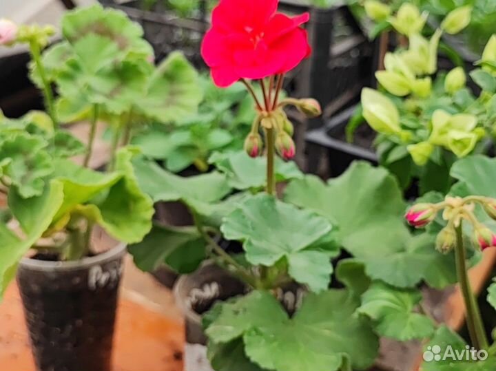 Рассада цветов для сада и дома