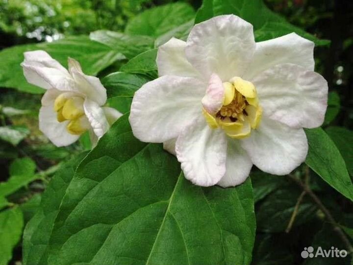 Каликант китайский, декоративный кустарник, семена