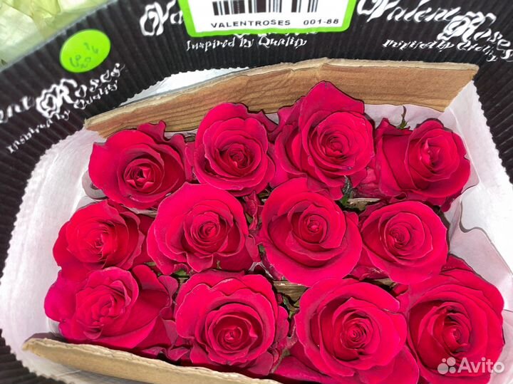 Роза 70см, букеты, цветы (опт, розница) Эквадор