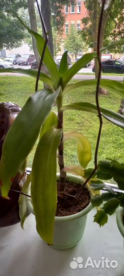 Растение золотой ус