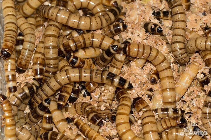 Зофобас (корм для рептилий)