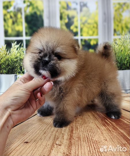 Малыши шпиц с документами