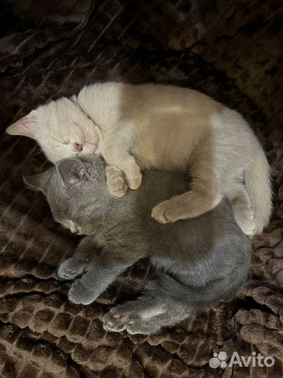 Британские котята