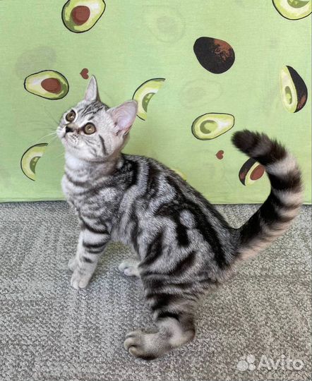 Британские мраморные котята