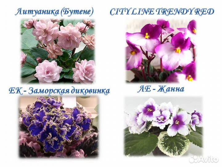 Детки сортовых фиалок