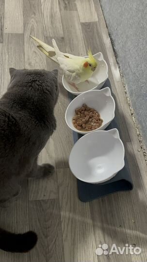 Попугай корелла