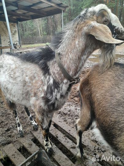 Нубийский козел