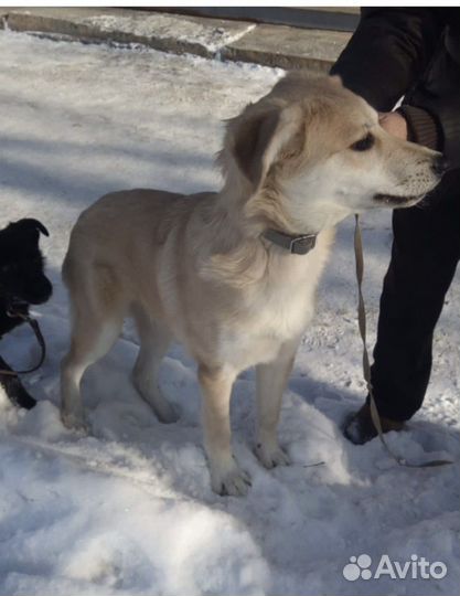 Мамина звездочка