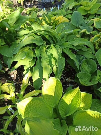 Хосты узколистные