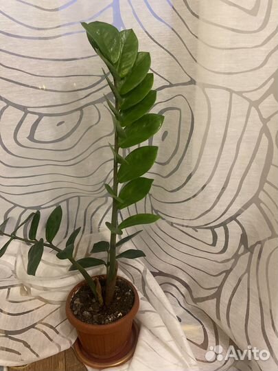 Замиокулькас