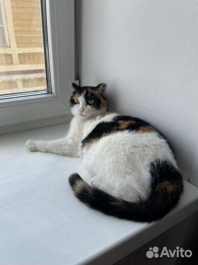 Кошка стирильная