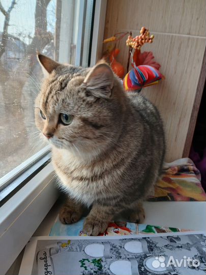 Предлагается для вязки