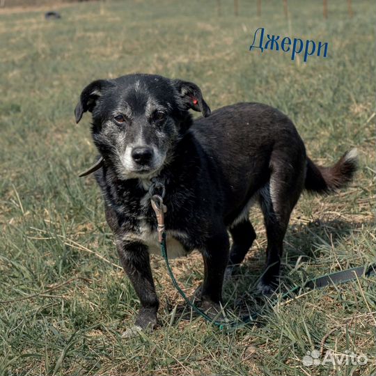 Небольшие собачки ждут вас в приюте