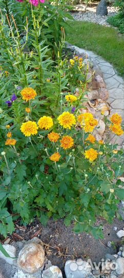 Хризантема