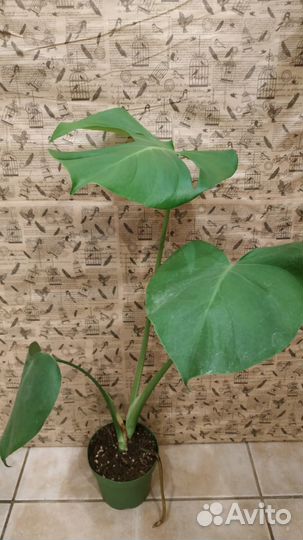 Монстера и др