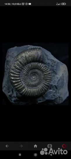 Камень ракушка