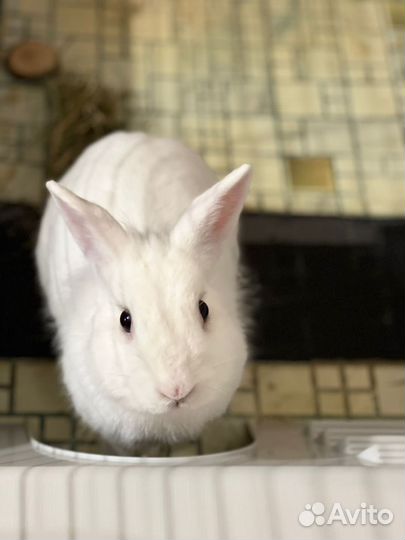 Бесплатно Декоративные кролики в добрые руки