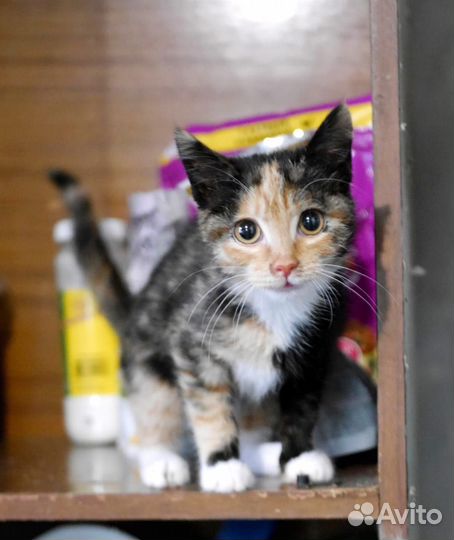 Ищем хозяйку для кошечки