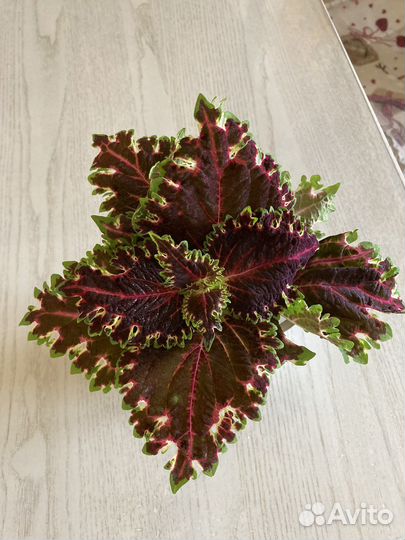 Махровые Колеусы