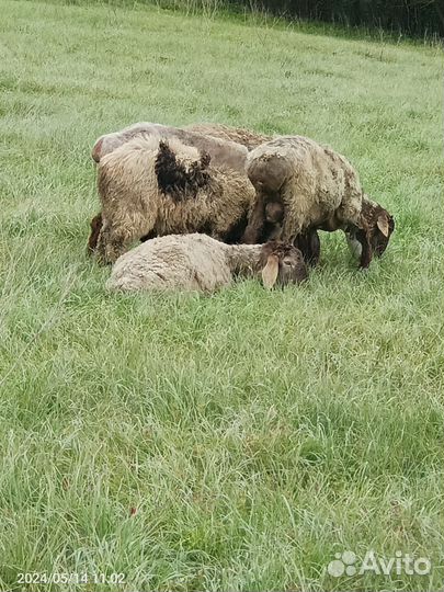 Продаются овцы на племя