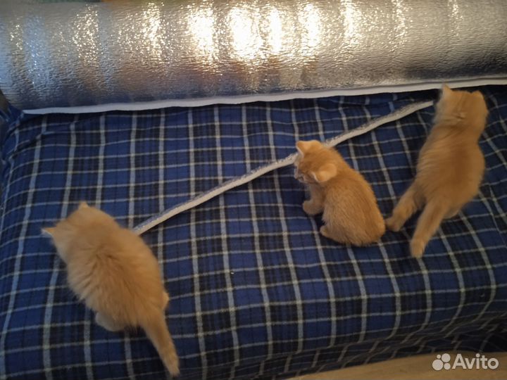 Котята рыжики