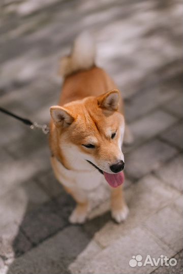 Аренда сиба-ину для съемок