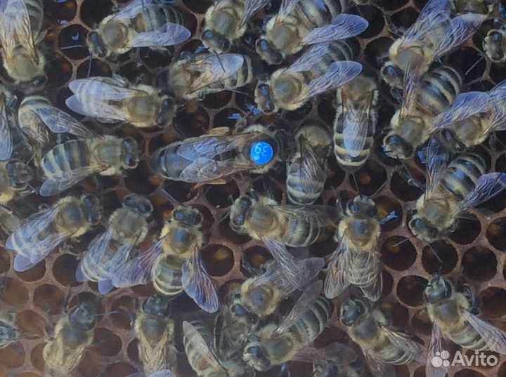 Пчеломатки