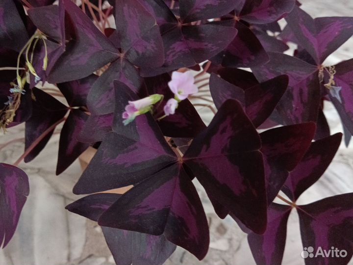 Кислица оксалис