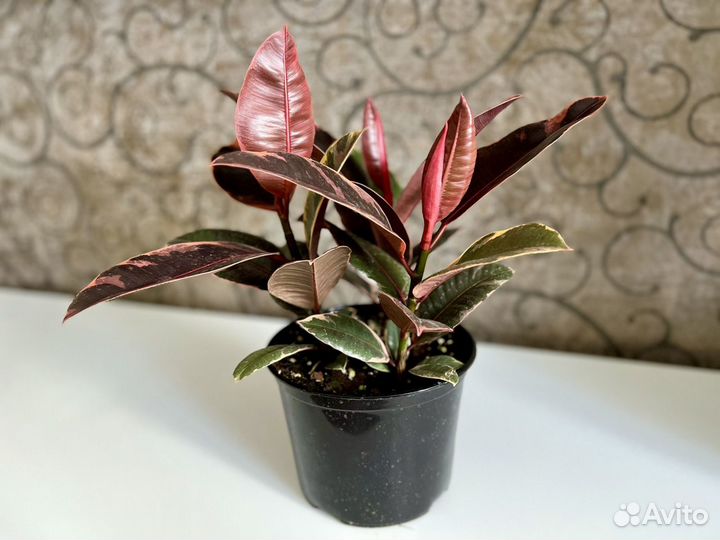 Фикус эластика Руби Пинк Ficus Elastica Ruby Pink