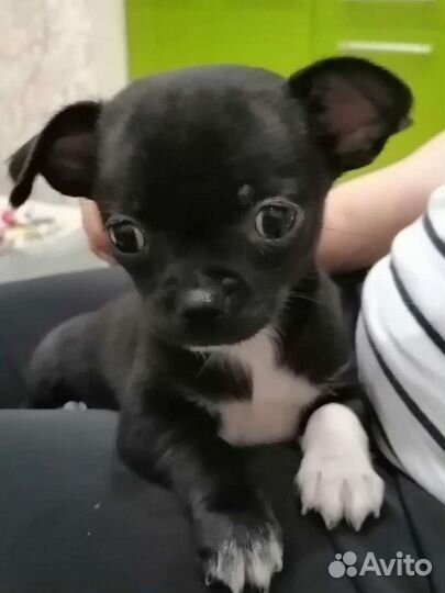 Передержка собак и кошек на время отпуска