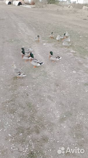 Дикие утки