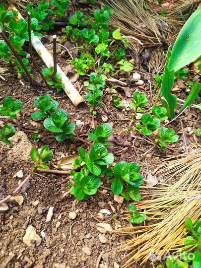 Пряные травы (майоран, мелисса, мята, монарда)