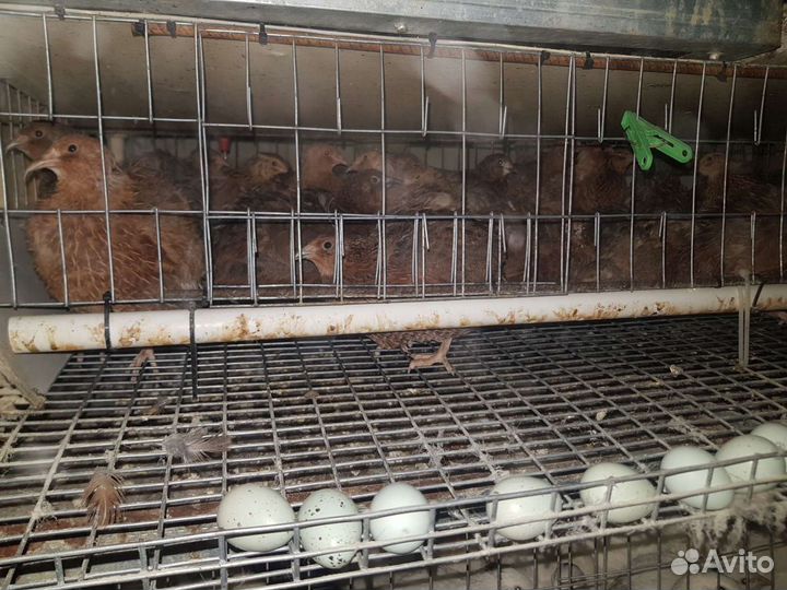 Перепела Селадон (Целадон) + инкубационные яйца