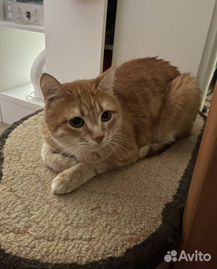 Кошка в дар бесплатно