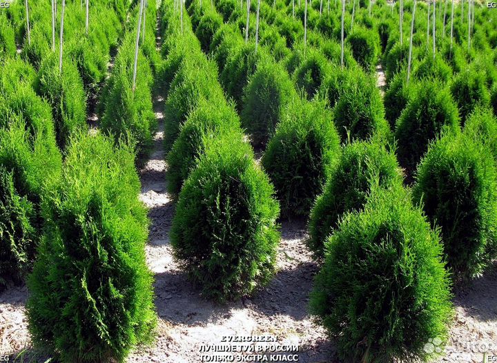 Туи вип класса