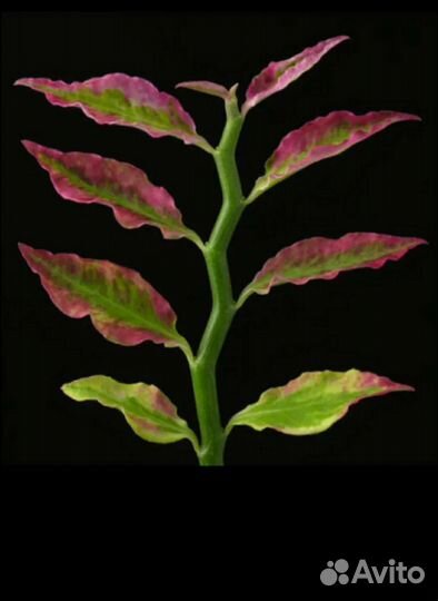 Педилантус