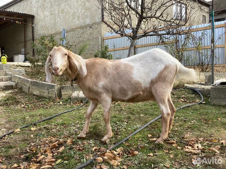 Коза Камори