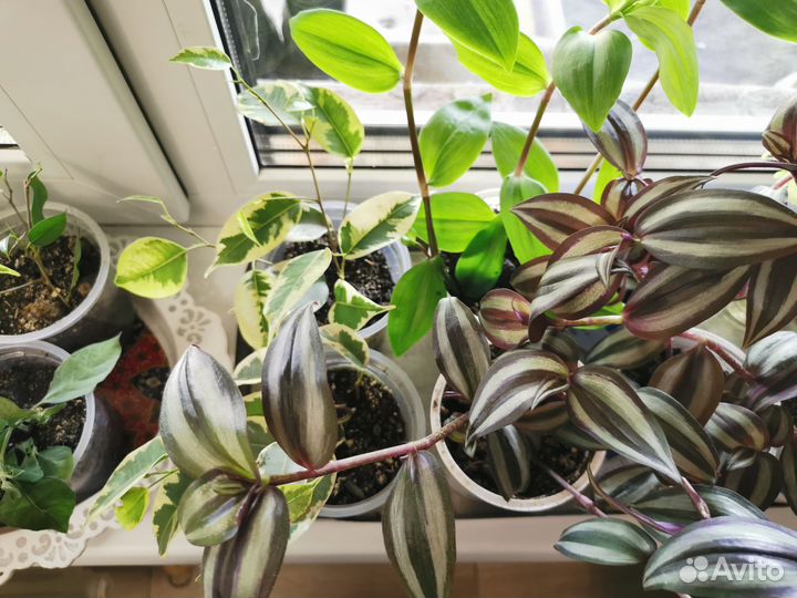 Продам цветы комнатные