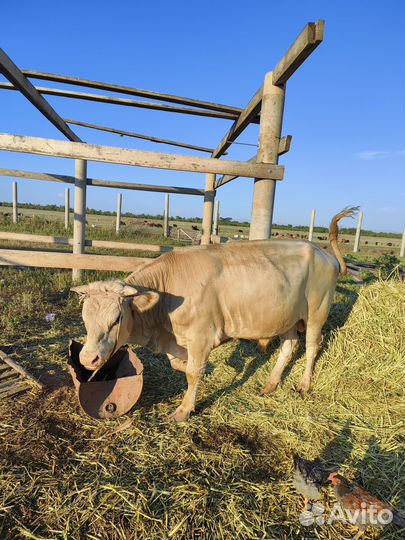 Продам быка на племя симментал