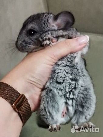 2 мальчика шиншиллки