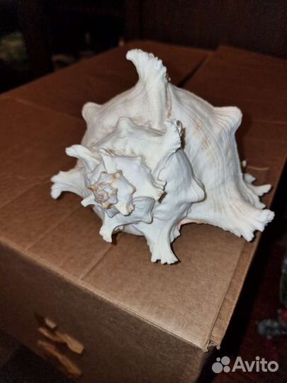 Океан ракушка